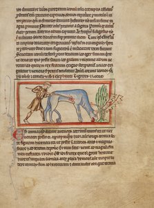 Eine Antilope