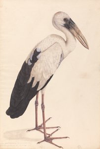 Ein Asiatischer Offenstorch (Anastomus oscitans)
