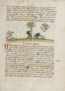 Ein Adler ergreift eine Schnecke; Eine Krähe pickt an einer Schnecke von Unknown artist