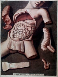 Anatomische Tafel, die das Innere des Bauches eines Menschen darstellt: Eingeweide, Magen. 1742. Private Sammlung von Unknown artist