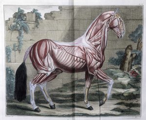 Anatomie des Pferdes: „Hippiatrischer Kurs, vollständiges Lehrbuch der Pferdemedizin“ von P. E. Lafosse