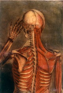 Anatomie des menschlichen Körpers: Rinde von hinten gesehen
