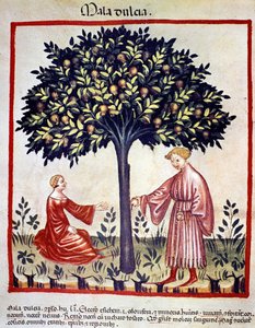 Apfelernte. Illumination aus der Milchwirtschaft der Medizin und Diätetik „Tacuinum sanitatis“ von Unknown artist