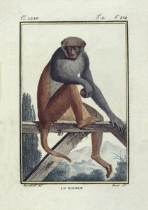 BUFON, Georges-Louis Leclerc, Graf von (1707-1788). Rhesusaffen (Rhesus). Illustration der Histoire naturelle, generale et particular von Unknown artist