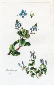 Bachbunge von Unknown artist