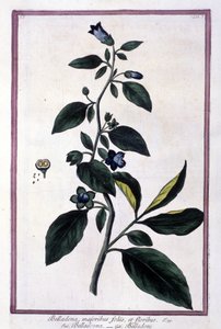 Belladonna, Blumen und Beeren. Giftige Pflanze, die in der Medizin verwendet wird. Gravur nach einem Herbarium aus dem 19. Jahrhundert.