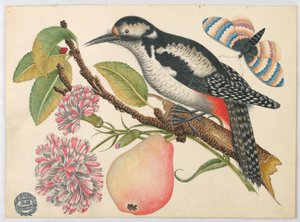 Vogel, Schmetterling und Birne von Unknown artist