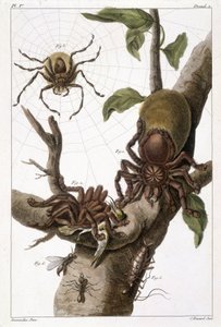 Botanische Tafel: 1) Surinam-Spinne auf Guajave und Raupenkokon 2) dieselbe Spinne, die einen Kolibri frisst, daher der Name Aranea avicularia Linn 3) Spinnenjäger von Linneus, Suriname 4) Surinam-Ameise 5) Nymphe dieser Ameise 6) Geflügelte Ameise - in „D