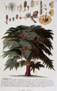 Botanische Tafel: Zeder. n.d. 19. Jahrhundert von Unknown artist