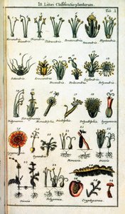Botanische Tafel: Klassifikation der Pflanzen von Carl von Linné (1707-1778), schwedischer Naturforscher in „Compendium Botanices Systematis Linnean“.