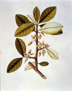 Botanische Tafel, die die Kokapflanze (Erytroxilum Havanense) aus dem Herbarium von Nicolas Joseph Jacquin „Selectarum Stirpium Americanarum Historia“ darstellt. Anfang des 18. Jahrhunderts