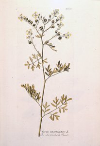 Botanische Tafel: Weinraute (Ruta graveolens) von Unknown artist
