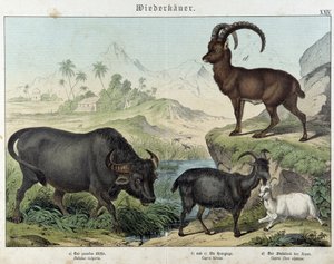 Büffel, Ziege, Ziege und Steinbock - in „Natural histories of mammals“, ed. Schreiber