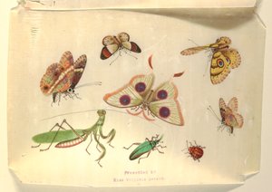 Schmetterlinge und andere Insekten