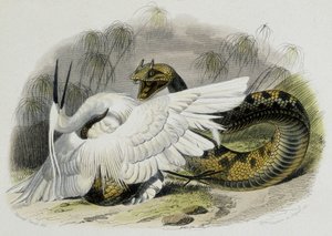Ceraste (Schlange aus der Familie der Vipern) schlägt einen Vogel. Gravur des 19. Jahrhunderts nach der Zeichnung des französischen Naturforschers Lacepede (1756-1709)