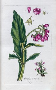 Beinwell