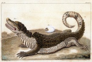 Krokodil von Surinam (Kaiman) - in „Was bei Tieren und Mineralien am interessantesten und kuriosesten ist, um als Intelligenz für die allgemeine Geschichte der drei Reiche der Natur zu dienen“ von Buchoz, spätes 18. Jh. von Unknown artist