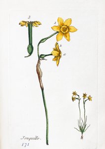 Narzisse von Unknown artist
