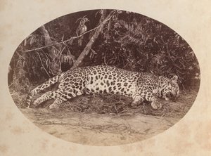 Toter Leopard