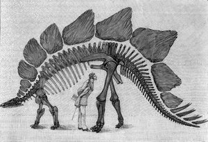 Dinosaurierskelett: „Stegosaurus ungulatus“, Oberjura der Rocky Mountains. Reproduktion der Zeichnung, die von Herrn March an Albert Gaudry vom Institut übermittelt wurde. von Unknown artist
