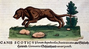 Hund aus der Historia Animalium von Conrad Gesner, Tiguri 1560. Biblioteca nazionale Braidense, Mailand von Unknown artist