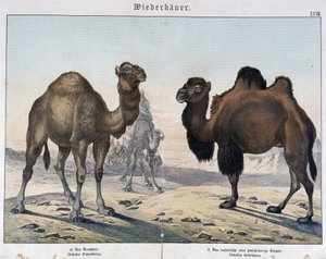 Dromedar und Kamel - in Natural histories of mammals, ed. Schreiber, München