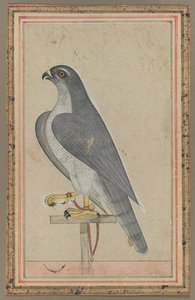 Falke von Unknown artist