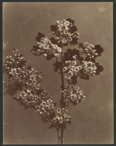 [Blumenstudie mit mehreren Blumensträußen]