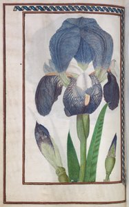 Florilegium: Blaue und weiße Iris (Seite 14 verso) von Unknown artist