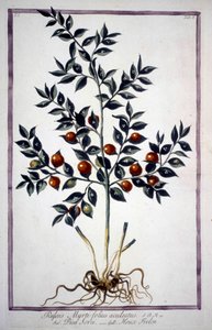 Fragon Stechpalme oder Kleine Stechpalme (Ruscus) in einem Herbarium des 19. Jahrhunderts.
