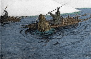 Fridtjof Nansen (1861-1930), norwegischer Entdecker, von einem Walross während der Nordpolexpedition 1896 angegriffen. Er trägt den Schlitten auf dem Kajak. Gravur aus dem 19. Jahrhundert.