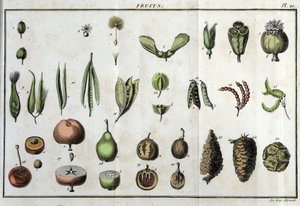 Früchte: in „Flora Françoise, oder eine kurze Beschreibung aller Pflanzen, die natürlich in Frankreich wachsen, nach einer neuen Analysemethode geordnet, der wir die Angabe ihrer eindeutigsten Tugenden in der Medizin und ihrer Nützlichkeit in der Kunst bei