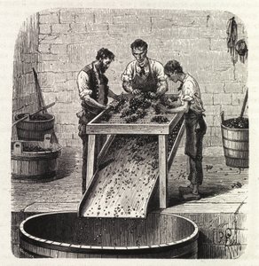Sortieren der Trauben auf einem Gitter während des Prozesses der Herstellung von Qualitätswein aus Burgund. Gravur aus dem späten 19. Jahrhundert von Unknown artist