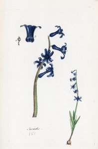 Hyazinthe