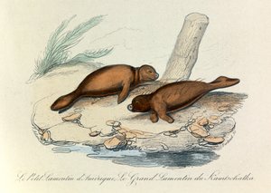 Illustration aus dem Buch "Gesammelte Werke von Buffon": Die Vierfüßler (Gravur)