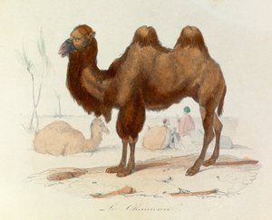 Illustration aus dem Buch "Gesammelte Werke von Buffon": Les Quadrupedes: Le cameau (Gravur)