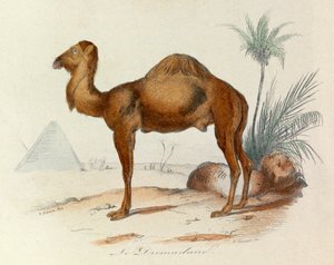 Illustration aus dem Buch "Gesammelte Werke von Buffon": Die Vierfüßler: Das Dromedar (Gravur) von Unknown artist