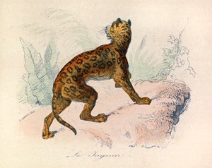 Illustration aus dem Buch "Gesammelte Werke von Buffon": Die Vierfüßler: Der Jaguar (Gravur)