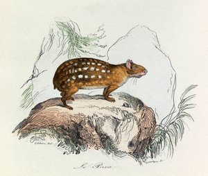 Illustration aus dem Buch "Gesammelte Werke von Buffon": Die Vierfüßler: Der Paca