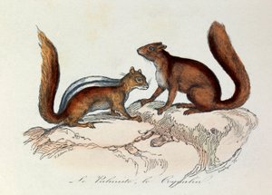 Illustration aus dem Buch "Gesammelte Werke von Buffon": Die Vierfüßler: Der Palmiste und der Coquallin