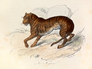Illustration aus dem Buch "Gesammelte Werke von Buffon": Die Vierfüßler: Der Tiger
