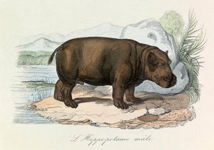 Illustration aus dem Buch "Gesammelte Werke von Buffon": Die Vierfüßler: Das Nilpferd (Gravur)