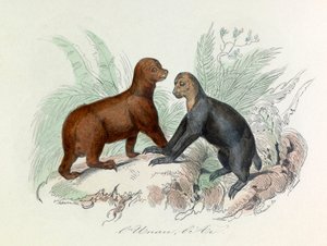 Illustration aus dem Buch "Gesammelte Werke von Buffon": Die Vierfüßler: Das Faultier und das Ai (Gravur) von Unknown artist