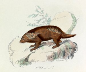 Illustration aus dem Buch "Gesammelte Werke von Buffon": Die Vierfüßler: Der Urson