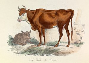Illustration aus dem Buch "Gesammelte Werke von Buffon": Die Tiere: Die Kutsche und ihr Kalb (Gravur) von Unknown artist