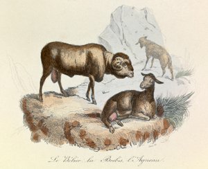 Illustration aus dem Buch "Gesammelte Werke von Buffon": Die Tiere: Der Widder, das Schaf und das Lamm (Gravur)