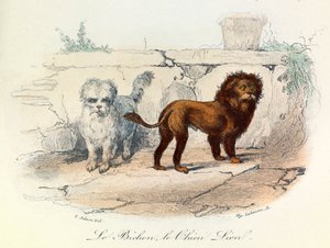 Illustration aus dem Buch "Gesammelte Werke von Buffon": Die Tiere: Der Bichon und der Löwenhund von Unknown artist