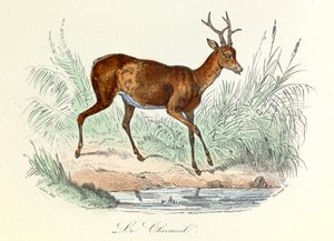 Illustration aus dem Buch "Gesammelte Werke von Buffon": Die Tiere: Der Hirsch (Gravur)