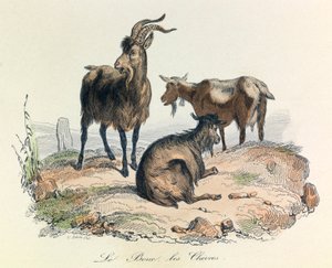 Illustration aus dem Buch "Gesamtausgabe von Buffon": Die Tiere: Die Ziege und die Ziegen (Gravur) von Unknown artist
