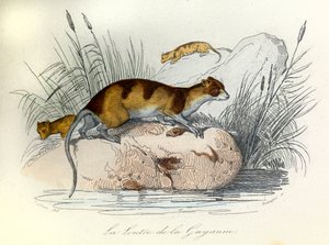 Illustration aus dem Buch "Gesammelte Werke von Buffon": Die Haustiere: Der Otter von Guiana (Gravur)